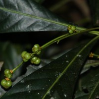 Agrostistachys borneensis Becc.